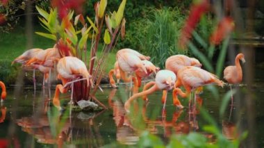 Bir sürü güzel pembe Amerikan flamingolar