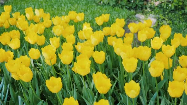 Paljon keltaisia tulppaaneja puistossa aurinkoisena päivänä. — kuvapankkivideo