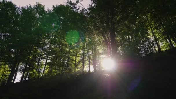 Les rayons du soleil levant sont saints à travers la forêt. Matin dans la forêt. Vidéo 4K 10 bits — Video