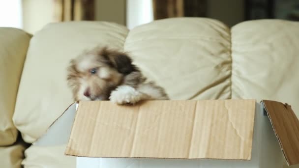 Os cachorros engraçados olham para fora de uma caixa de papelão. A caixa está no sofá da sala de estar — Vídeo de Stock