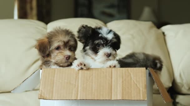 Группа маленьких щенков выглядывает из коробки . — стоковое видео