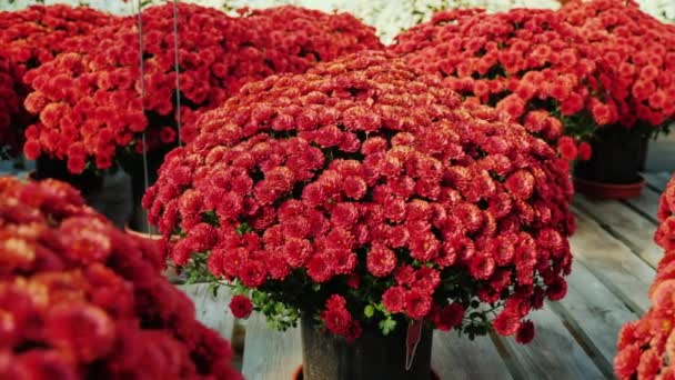 Um número de vasos de flores com belos crisântemos. Fique em uma prateleira de madeira em uma loja de flores — Vídeo de Stock