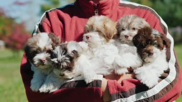 An arm of happiness. A strong man holds six puppies in his arms — Stock Video