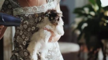 Evde beslenen hayvan evde bakım. Bir kadın bir saç kurutma makinesi ile bir köpek yavrusu kurur