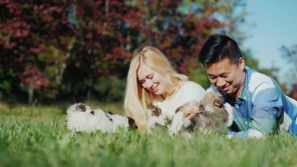 Um jovem casal escolhe um cachorro. Comprar um conceito de cão — Vídeo de Stock