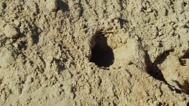 Una mano con una pequeña pala de jardín recoge arena de una gran pila — Vídeos de Stock