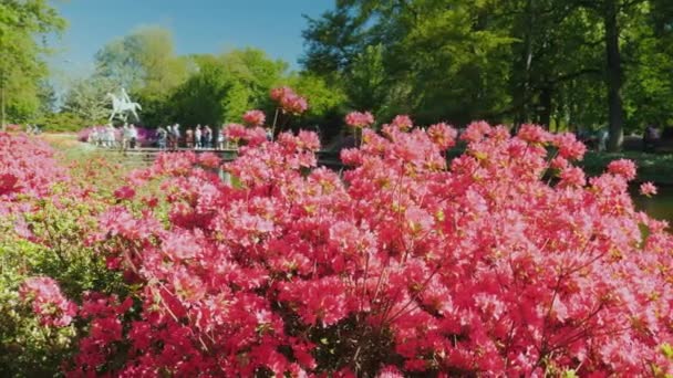 Keukenhof, Lisse Netherland mei 2018: Toeristen van over de hele wereld bezoeken het beroemde park. Prachtige natuur, frisse lucht, een enorme verscheidenheid aan tulpen in het beroemde park van Nederland — Stockvideo