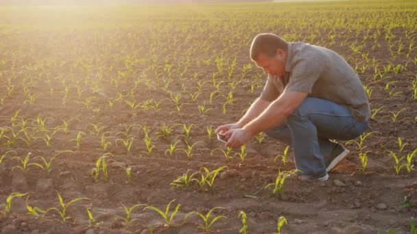 El agricultor está haciendo investigación en el campo. Fotografías brotes de maíz con un teléfono inteligente — Vídeos de Stock