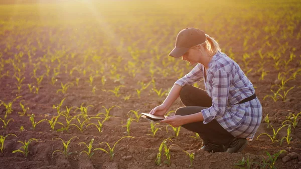 Een vrouwelijke boer werkt in het veld bij zonsondergang. Bestuderen van de plant schiet, fotografeert ze met behulp van een tablet — Stockfoto