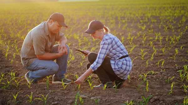 Boeren werken in het veld, ze zitten in de buurt van de groene scheuten van jonge planten. Debat, de tablet gebruiken. Mooie avond voor zonsondergang — Stockfoto