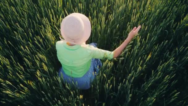 A woman farmer gently strokes the ears of green wheat. View from above. Organic agriculture concept — Stock Video