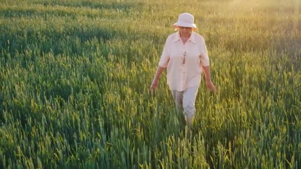 Une agricultrice âgée marche sur un champ de blé vert. Les mains touchant les épillets. Steadicam shot — Video