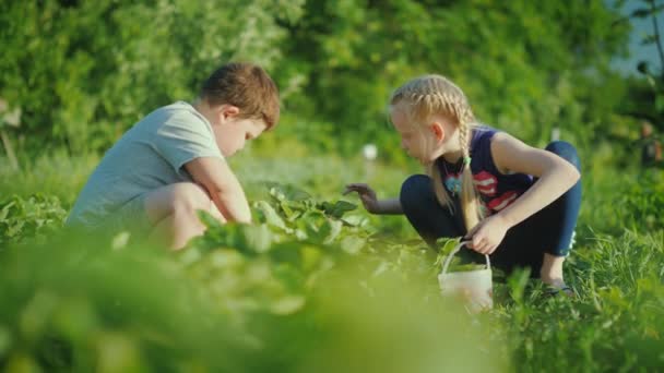 Sorglösa flicka och pojke plocka jordgubbar på grönsakslandet på en klar sommardag. Lycklig barndom och ekologiskt rena produkter med gården koncept — Stockvideo