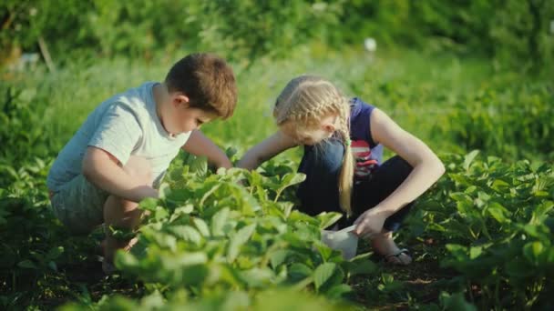 Duas crianças reúnem morangos frescos no jardim. Produtos ecológicos com um conceito agrícola — Vídeo de Stock