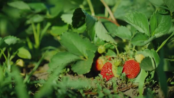 Frau pflückt saftige Erdbeeren — Stockvideo