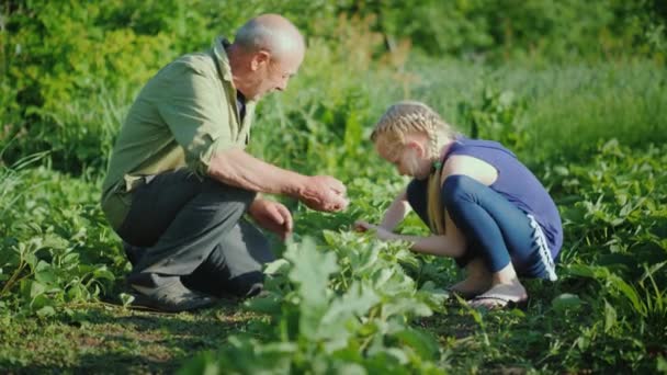 Děda a vnučka spolu sbírat jahody na zahradě. Komunikace generací, produkty ekologického zemědělství — Stock video