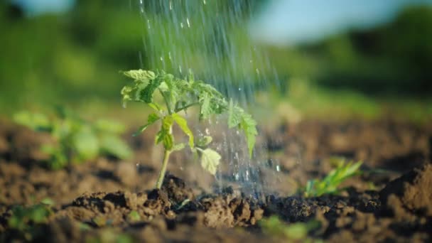 Los chorros de agua riegan un pequeño brote verde de tomate — Vídeos de Stock