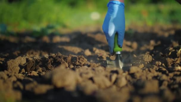 一个女人种植卷心菜幼苗。关于农场概念的工作。低角度视频 — 图库视频影像