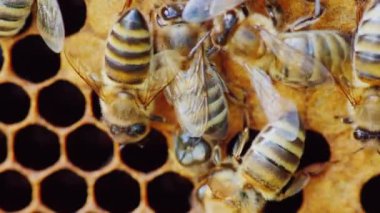 Yeni doğan arı peteği hücreden görünür. Yeni bir hayata Doğum