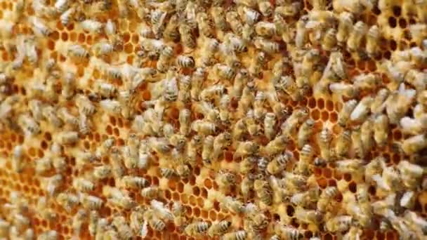 Colonia de abejas trabajando en la colmena. Estrechamente sentado en un marco, fondo de abejas. Productos útiles y concepto de medicina alternativa — Vídeo de stock