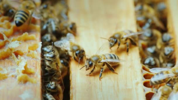 Las abejas trabajan dentro de la colmena — Vídeo de stock