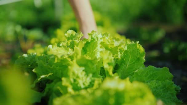 As mãos femininas arrancam as suculentas folhas verdes da salada das camas. Produtos agrícolas frescos e biológicos — Vídeo de Stock