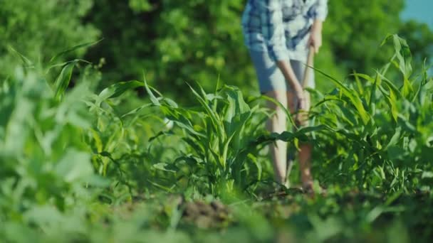 Неизвестная женщина прополывает кукурузное ложе. Концепция неообуви и органических продуктов — стоковое видео