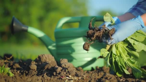 Hands Gloves Hold Cabbage Seedlings Background Watering Can Irrigation Work — Stock Video