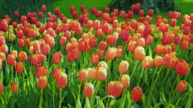 Kırmızı ve turuncu yeşil çim çerçevede bir lale. Hollanda'da ünlü Keukenhof park