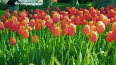 Kırmızı ve turuncu yeşil çim çerçevede bir lale. Hollanda'da ünlü Keukenhof park