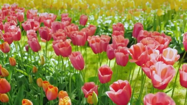 Оранжевые и бургундские тюльпаны прекрасно освещены солнцем — стоковое видео