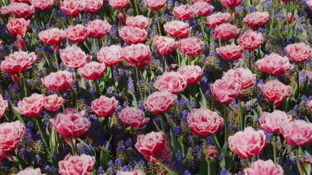 Ongewone paarse tulpen in de Keukenhof park in Nederland — Stockvideo