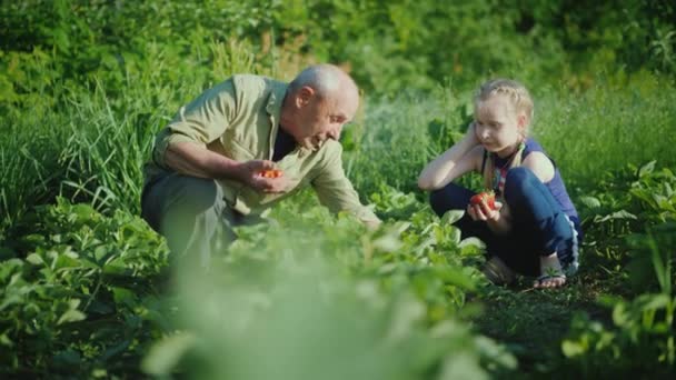 An elderly man with his granddaughter together collect a ripe strawberry, communicate. Happy time together, organic products from the farm — Stock Video