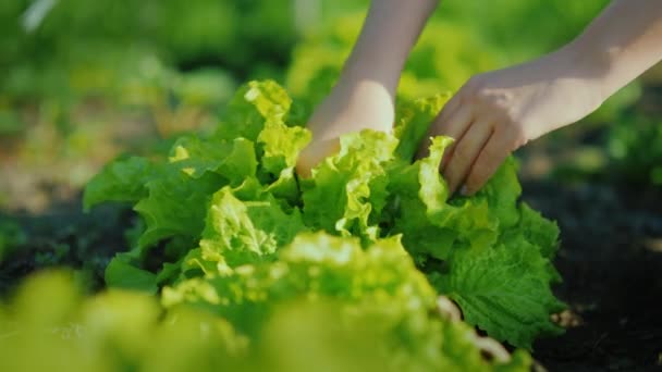 Świeże warzywa z ich łóżka. Kobiecych rąk oderwać liśćmi sałaty — Wideo stockowe
