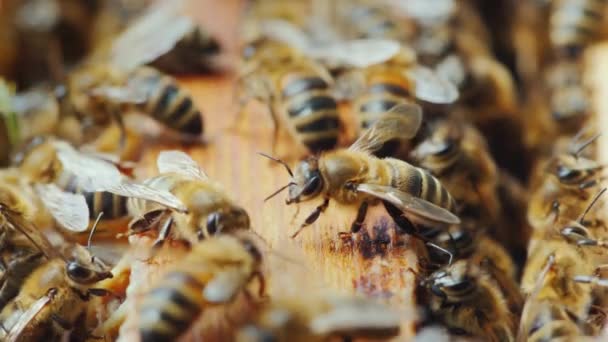 A méhek a kaptár belül dolgoznak. Hasznos élelmiszer és a hagyományos orvoslás