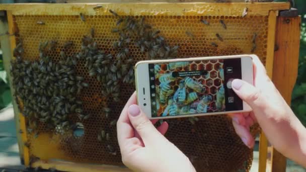 養蜂家は、ミツバチのフレームを写真します。養蜂場での作業 — ストック動画