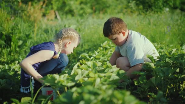 Los niños recogen fresas en el jardín. Un día claro de verano en la granja — Vídeos de Stock