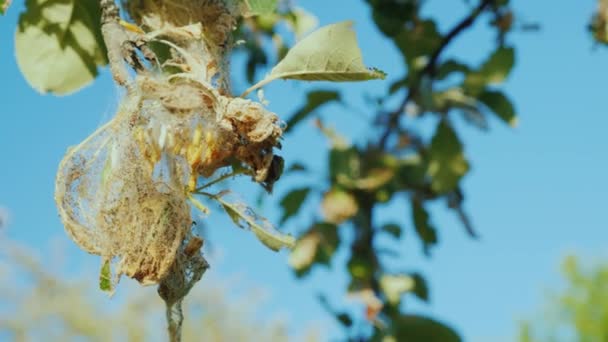 Raupenkolonie auf einem Apfelbaum. Schädlinge im Garten verderben die spätere Ernte — Stockvideo