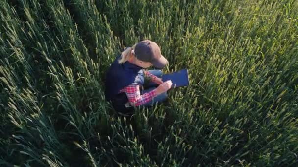 Top uitzicht: een vrouwelijke boer werkt op een gebied van nog groen tarwe. Maakt gebruik van een tablet — Stockvideo