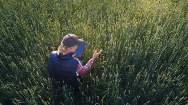 Un joven agrónomo examina las espigas de trigo en un campo verde. Utiliza una tableta, vista superior — Vídeo de stock
