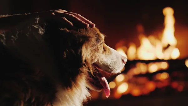 Владелец гладит свою собаку, которая смотрит на огонь в камине. Тепло и комфорт в концепции дома — стоковое фото