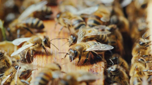 Las abejas están trabajando dentro de la colmena. Alimentos útiles y medicina tradicional — Foto de Stock