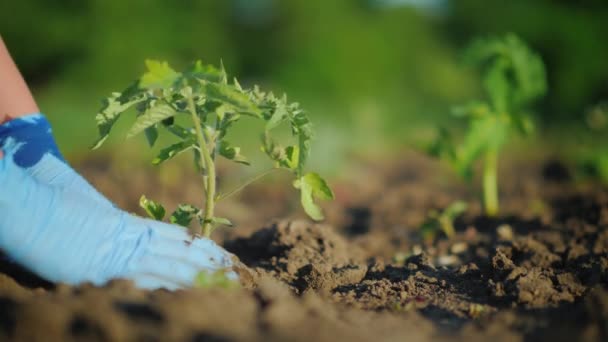 Las manos en guantes plantan cuidadosamente una plántula de tomate en el suelo — Vídeo de stock