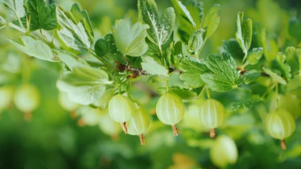 Saftiga krusbär på en grön buske. Vitaminer och frukt — Stockvideo
