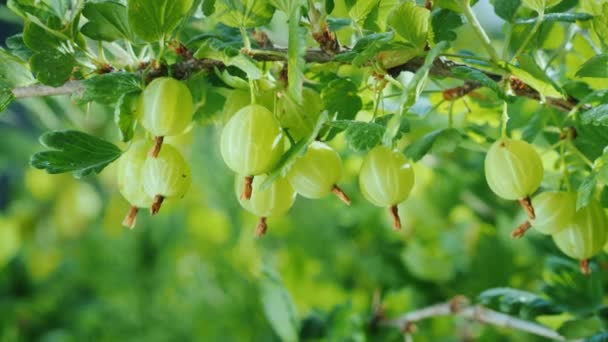 Zweig mit saftigen grünen Stachelbeeren. Vitamine und gesunde Früchte — Stockvideo