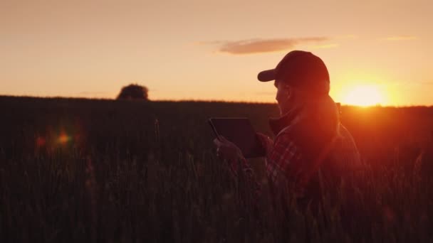 Una campesina trabaja por la noche en un campo de trigo. Hermosa puesta de sol, disfruta de una tableta — Vídeo de stock