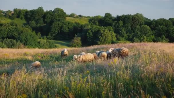 一群绵羊在一座风景如画的山谷中, 在森林的背景下放牧。农业与生态概念 — 图库视频影像