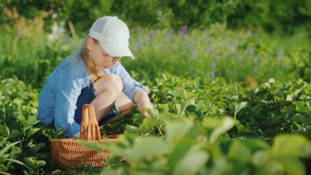 Ένα μικρό κορίτσι τραβά φράουλες και τους βάζει σε ένα καλάθι. Φρέσκα φρούτα από τον κήπο σας — Αρχείο Βίντεο