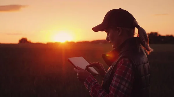 Een vrouwelijke boer is werkzaam in het veld bij zonsondergang, genieten van een tablet. Technologieën in de landbouwindustrie — Stockfoto