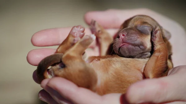 Um filhote de cachorro pequeno dorme nas palmas das mulheres . — Fotografia de Stock